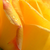 Sárga - Teahibrid rózsa - Gold Crown®